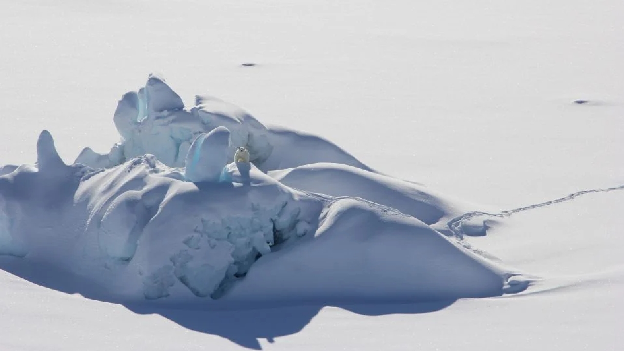 İnanç Can Çekmez: Su Buzu Olmadan Yaşayabilen Kutup Ayıları Keşfedildi 2