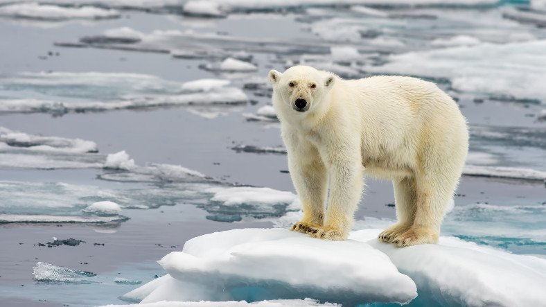 İnanç Can Çekmez: Su Buzu Olmadan Yaşayabilen Kutup Ayıları Keşfedildi 5
