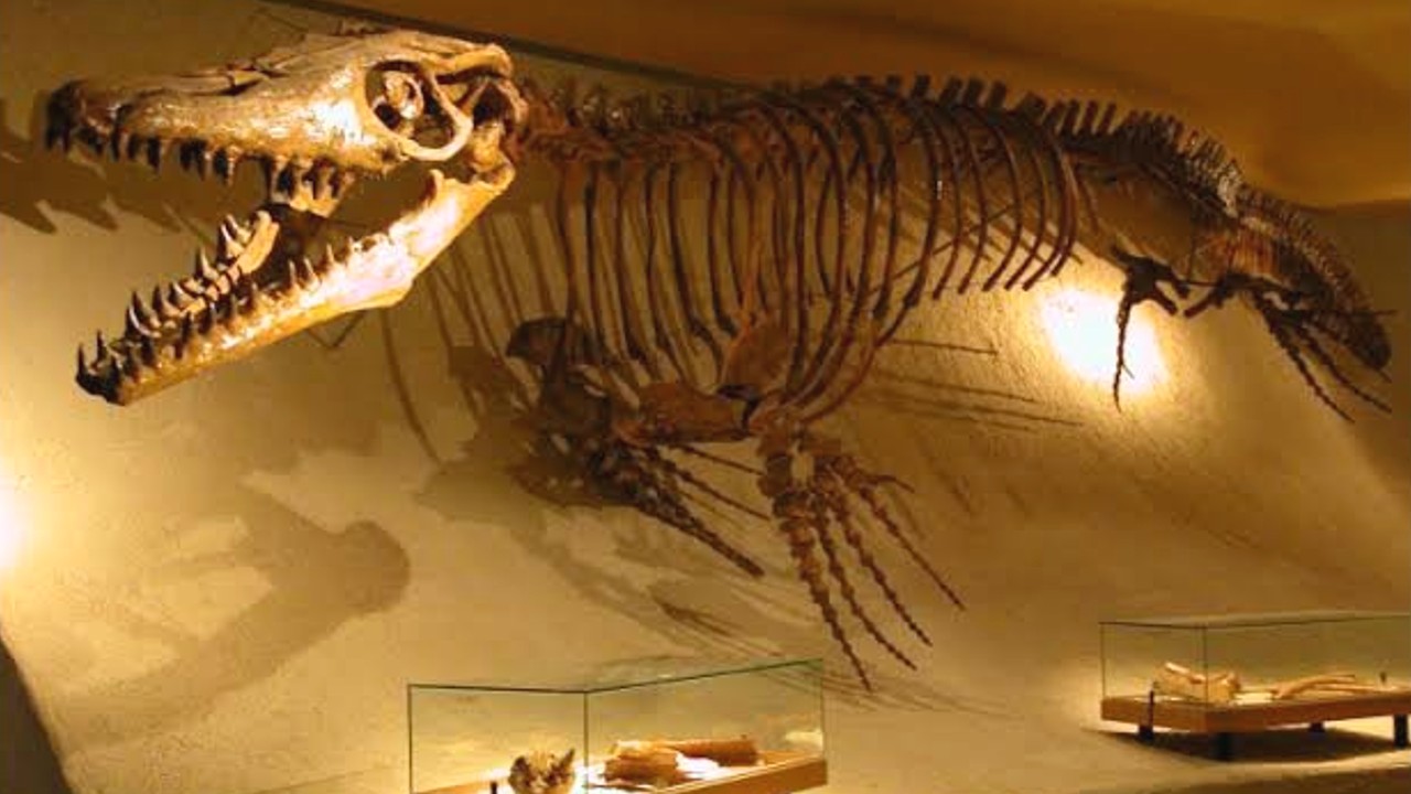 İnanç Can Çekmez: Ülkemizdeki Hafriyatlarda Neden Hiç Dinozor Fosili Bulunamıyor? 4
