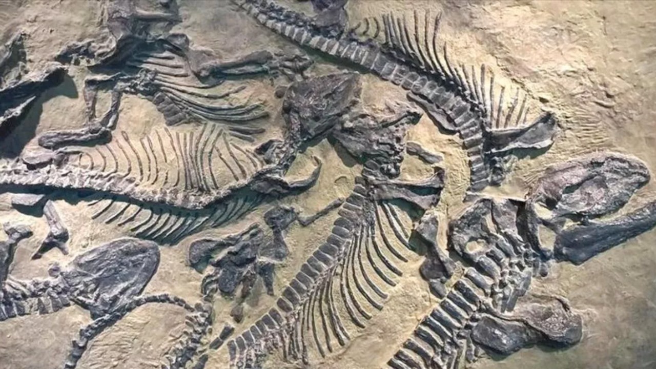 İnanç Can Çekmez: Ülkemizdeki Hafriyatlarda Neden Hiç Dinozor Fosili Bulunamıyor? 5