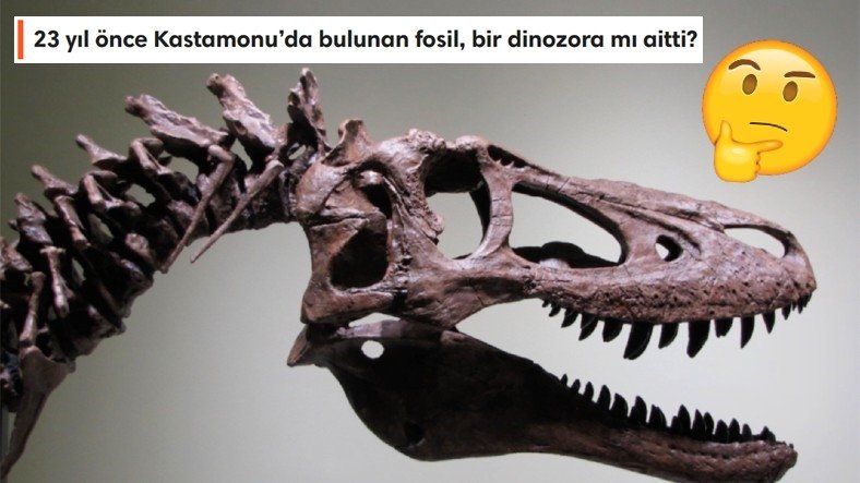 İnanç Can Çekmez: Ülkemizdeki Hafriyatlarda Neden Hiç Dinozor Fosili Bulunamıyor? 11