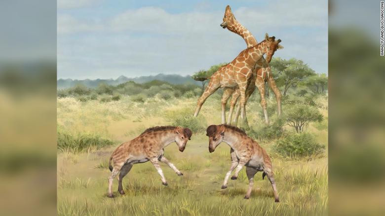 İnanç Can Çekmez: Zürafaların Boyunları Neden Bu Kadar Uzun? Bilim Insanlarının Yeni Bir Teorisi Var 1