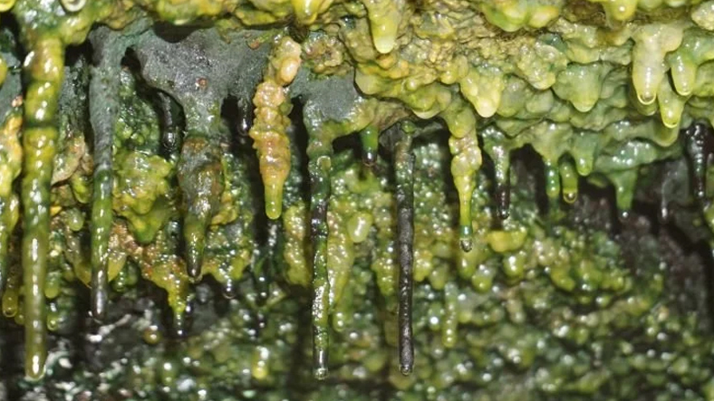Şinasi Kaya: Antik Lav Mağaralarında 70 Yeni Mikrop Tipi Keşfedildi 1