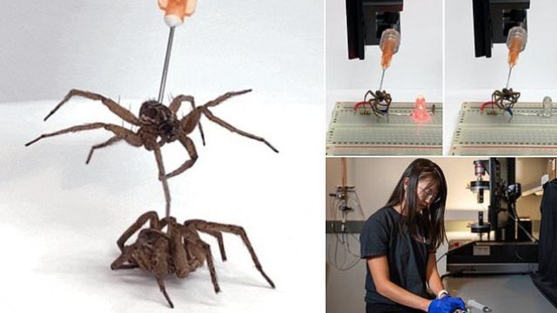 İnanç Can Çekmez: Bilim İnsanları Meyyit Örümcekleri 'Nekrobotlara' Dönüştürdü 5