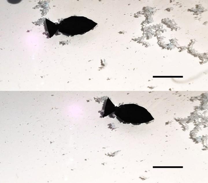 Ulaş Utku Bozdoğan: Işıkla aktifleşen robot balık, sudaki mikroplastikleri topluyor 5