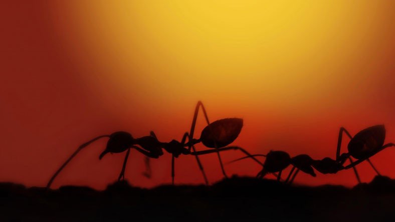 Şinasi Kaya: Karıncalar ile Beynimiz Ortasında Tuhaf Bir Benzerlik 3