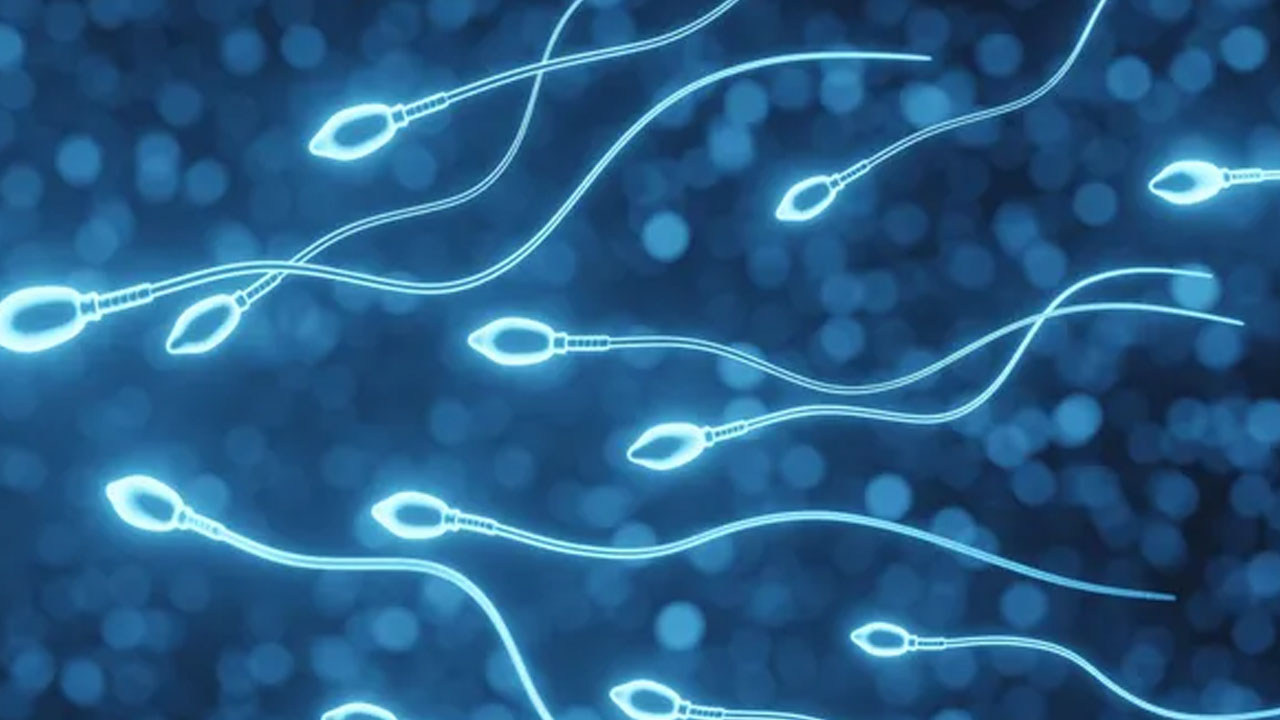Şinasi Kaya: Kilo Vermek, Sperm Kalitesini ve Sayısını Artırıyor 47