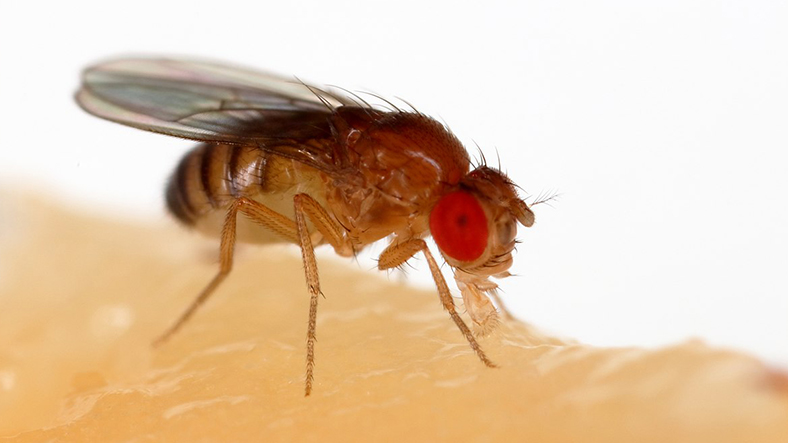 İnanç Can Çekmez: Kimi Böceklerin de Beşerler Üzere Acı Çektiği Kanıtlandı 55