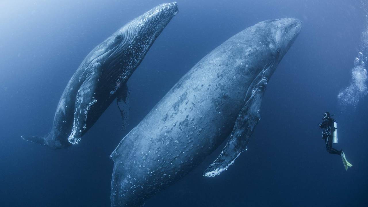 Meral Erden: Okyanuslar Hakkında Bilmek İsteyeceğiniz 10 Değerli Bilgi 5