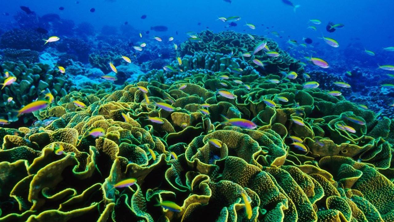 Meral Erden: Okyanuslar Hakkında Bilmek İsteyeceğiniz 10 Değerli Bilgi 9