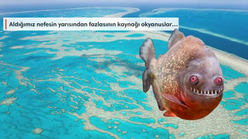 Meral Erden: Okyanuslar Hakkında Bilmek İsteyeceğiniz 10 Değerli Bilgi 23