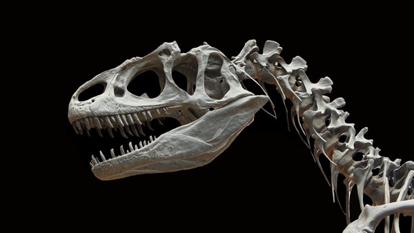Ulaş Utku Bozdoğan: T.rex gibisi küçük kollara sahip yeni bir dinozor çeşidi keşfedildi: Meraxes gigas 3
