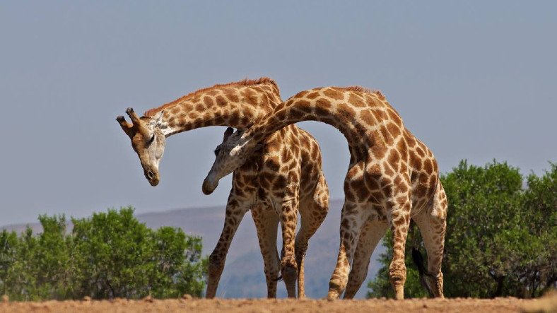 Meral Erden: Zürafalar, Cinsel Rekabet Yüzünden Uzun Boyunlu Olabilir! 3