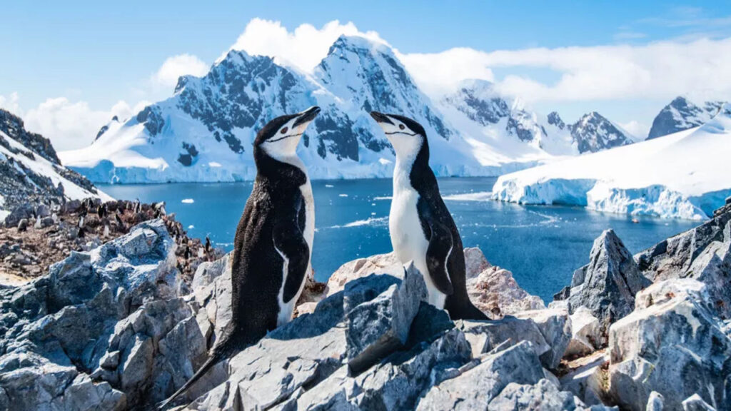 Ulaş Utku Bozdoğan: Antarktika, Dünya tarihi boyunca birinci sefer kablolu internete kavuşuyor 1