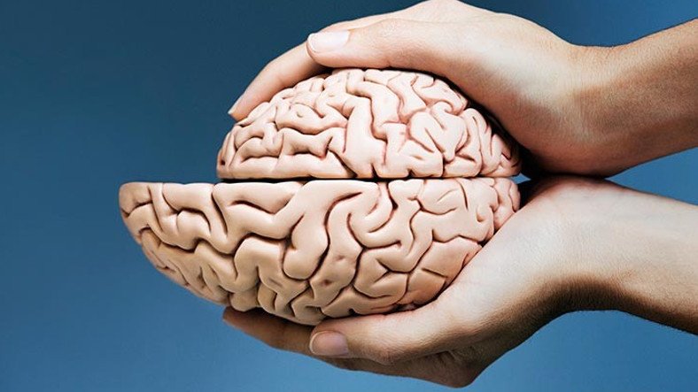 İnanç Can Çekmez: Beynimizin Binlerce Yıl Evvel Küçüldüğü Hipotezi Reddedildi 3