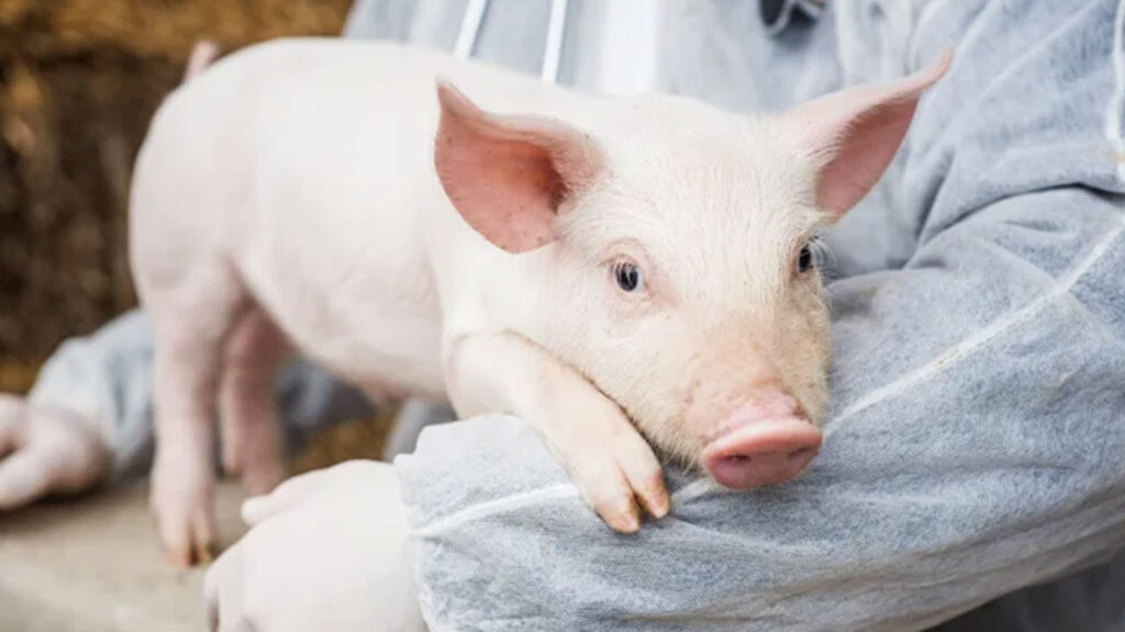Meral Erden: Bilim insanları, meyyit bir domuzun organlarını yine canlandırmayı başardı 1