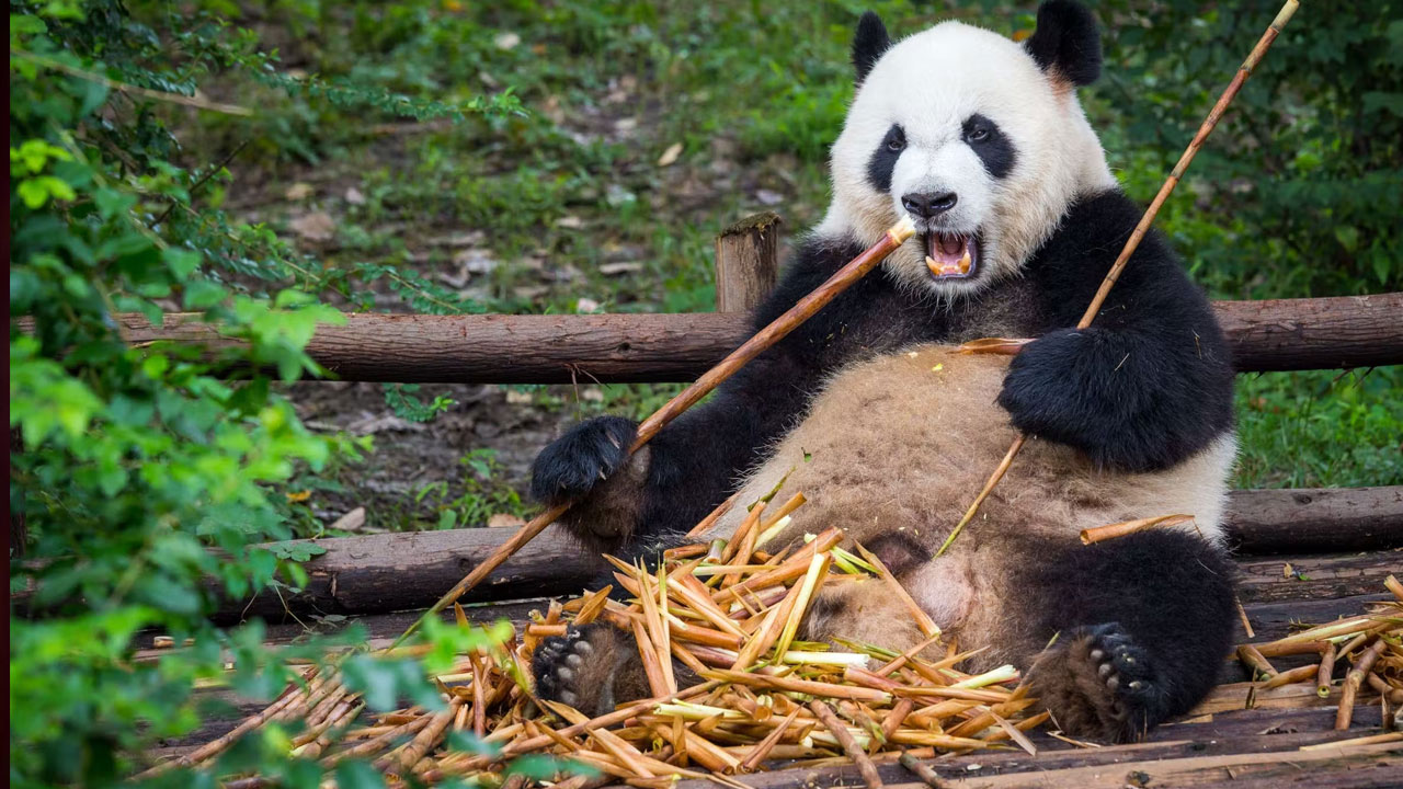 Şinasi Kaya: Çok Farklı Görünen Bir 'Avrupalı Panda' Çeşidi Keşfedildi! 2