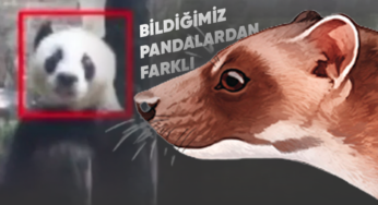 Çok Farklı Görünen Bir ‘Avrupalı Panda’ Çeşidi Keşfedildi!