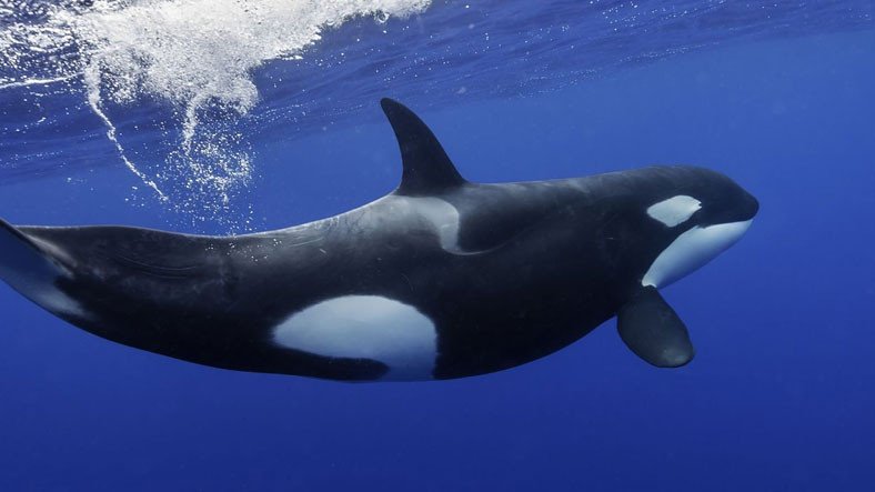 Ulaş Utku Bozdoğan: Köpek Balığının Yalnızca Karaciğerini Yiyen Katil Balinalar 3