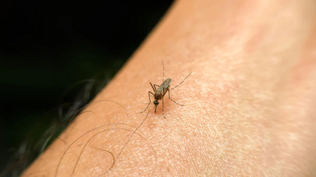 İnanç Can Çekmez: Sivrisinekler neden ısırır? Neden kimi beşerler sivrisinek için başkalarından daha cazip? 1
