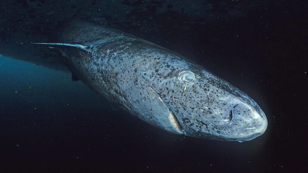 İnanç Can Çekmez: Soğuk sularda yaşayan Grönland köpekbalığı, hiç olmayacak bir yerde ortaya çıktı 1