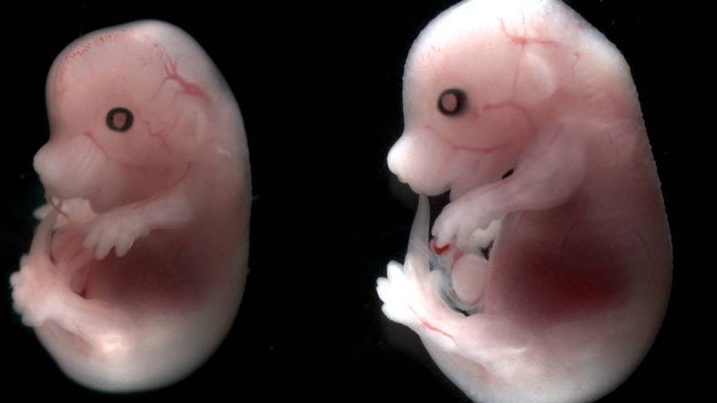 İnanç Can Çekmez: Yapay Fare Embriyosu, Birinci Defa Rahim Dışında Büyütüldü 5