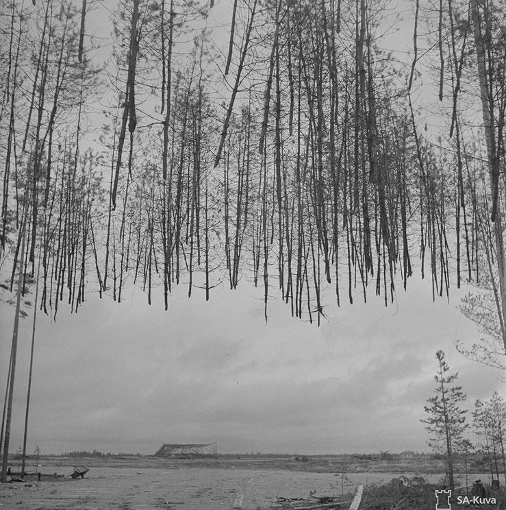 İnanç Can Çekmez: İkinci Dünya Savaşı'Ndan Kalan Bu Fotoğraftaki Ağaçlar Neden &Quot;Uçuyor?&Quot; 1