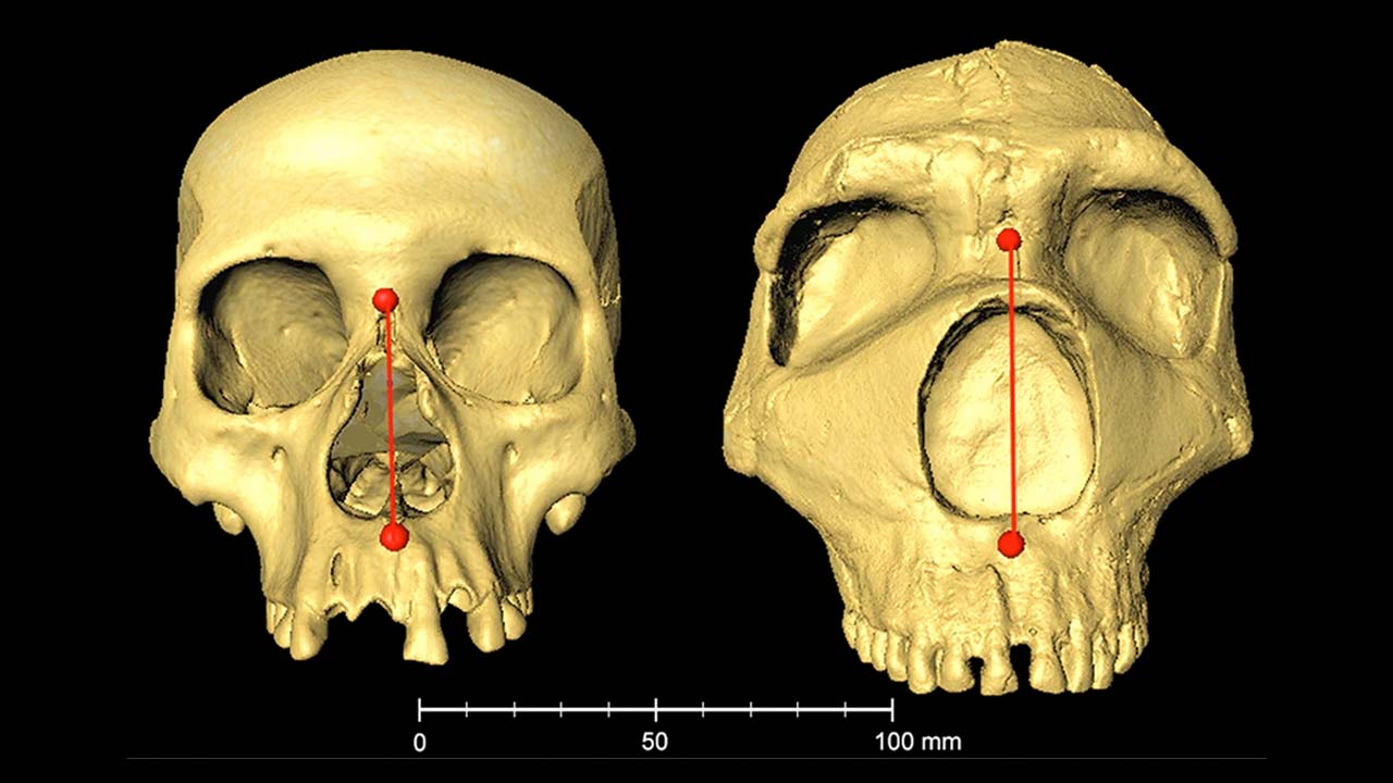 Meral Erden: İnsanlardaki Büyük Burnun Nedeni Neandertaller Olabilir! 1
