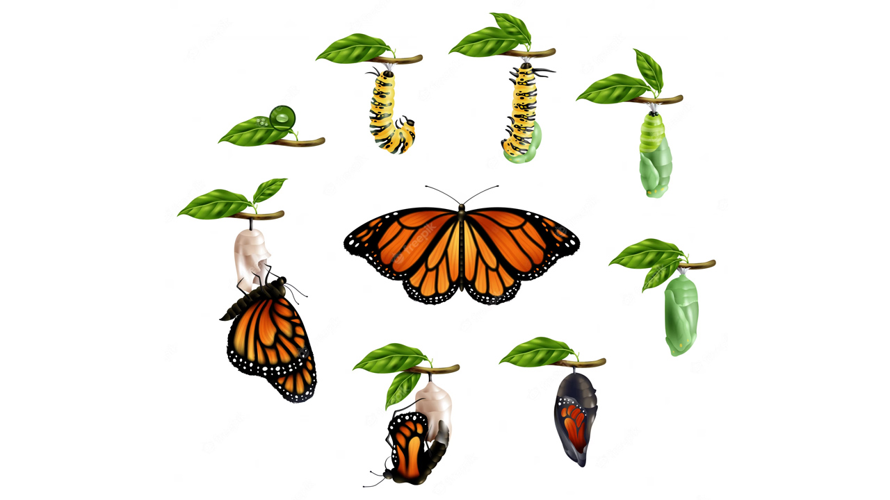 Ulaş Utku Bozdoğan: Kelebekler Tırtıl Günlerini Hatırlıyorlar Mı? 1