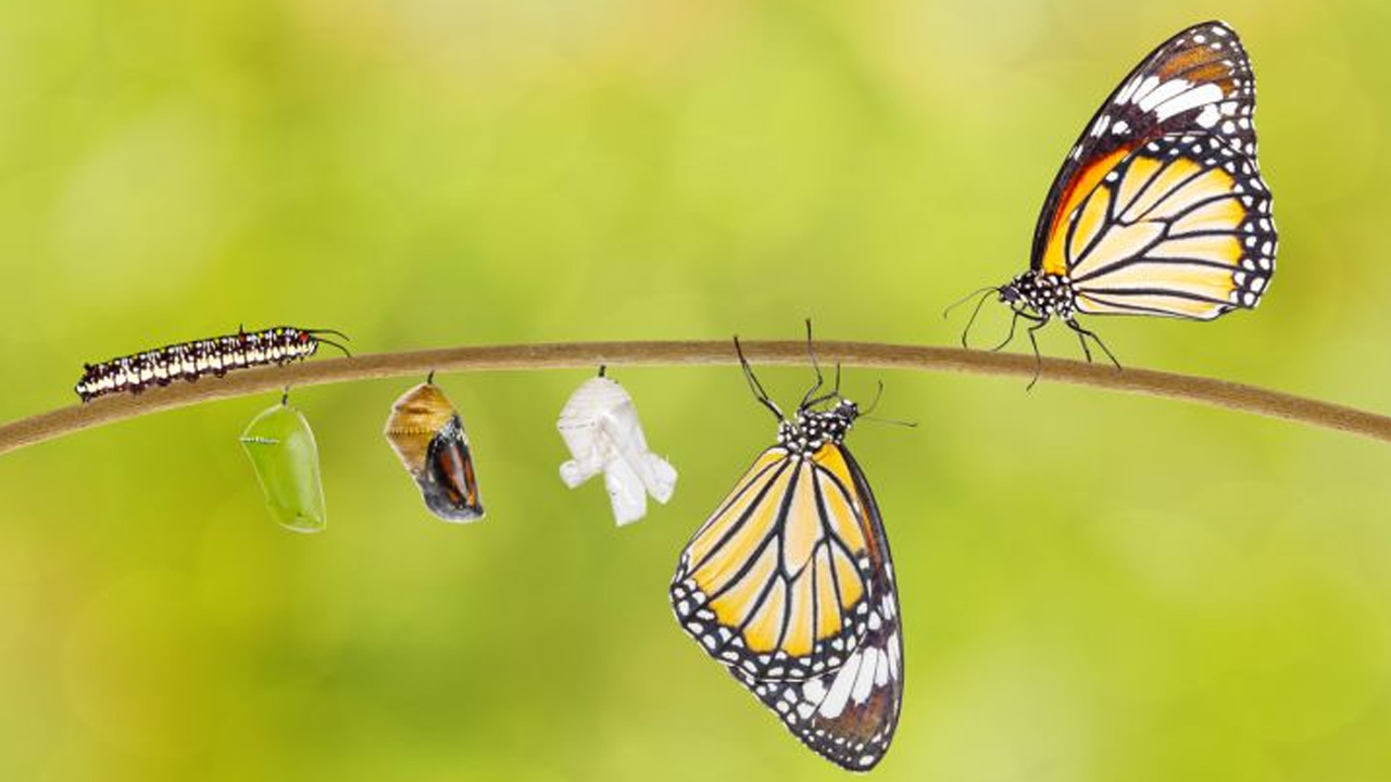 Ulaş Utku Bozdoğan: Kelebekler Tırtıl Günlerini Hatırlıyorlar Mı? 5
