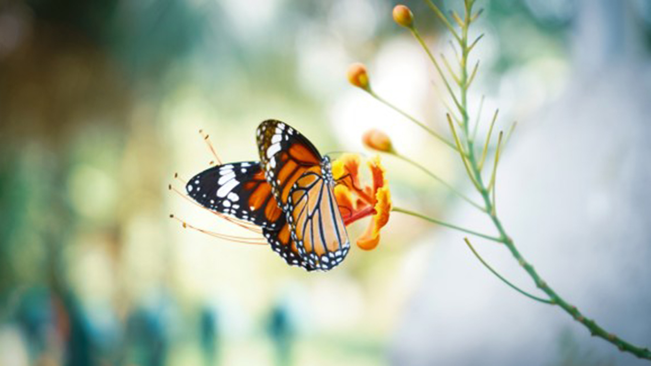 Ulaş Utku Bozdoğan: Kelebekler Tırtıl Günlerini Hatırlıyorlar Mı? 7