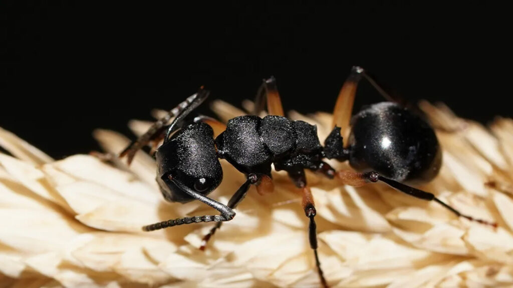 İnanç Can Çekmez: Koca bir karınca kolonisinin daima birlikte meyyit taklidi yapması, araştırmacıları şaşırttı 1