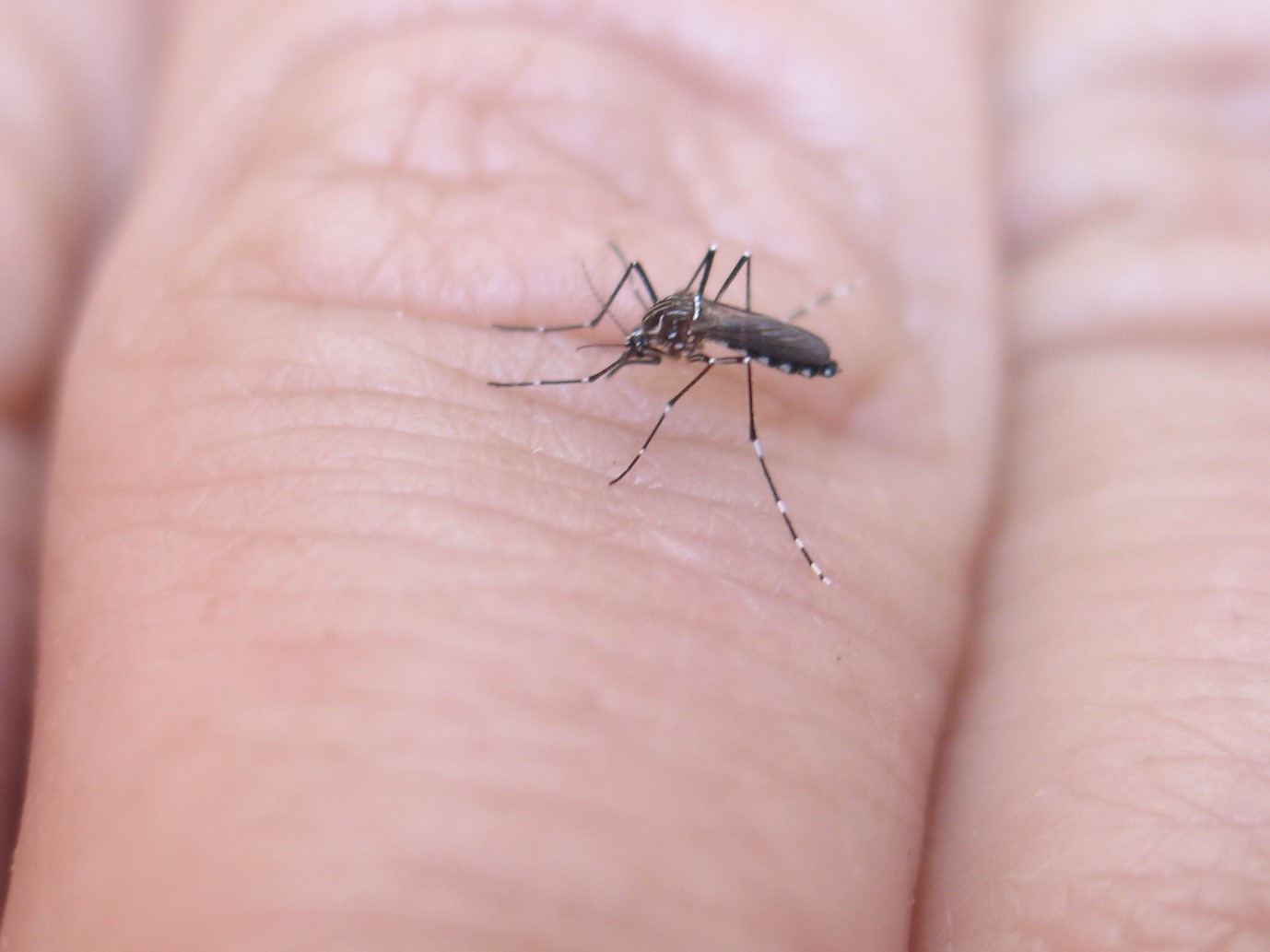 Şinasi Kaya: Kullandığınız Sabun, Sizi Sivrisineklerin Maksadı Haline Getirebilir 1