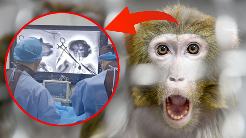 Şinasi Kaya: Primat Beyni 'Güvenli Bir Şekilde' Bilgisayara Bağlandı 5