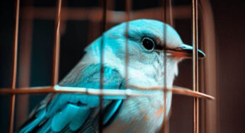 Twitter’dan Seçim Öncesi Türkiye İçin Kritik Açıklama