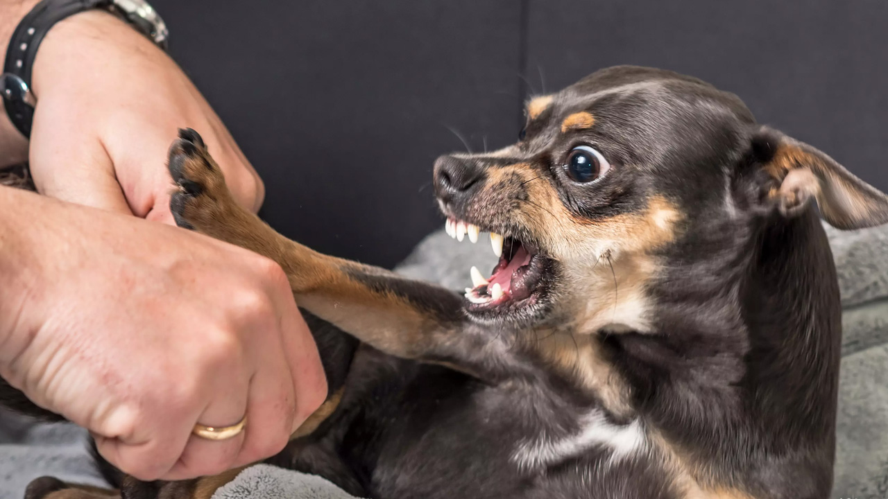 Meral Erden: Köpek Saldırılarının Nedeni Hakkında Kritik Araştırma: Gelecekte Daha Fazla Olabilir 1