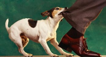 Köpek Saldırılarının Nedeni Hakkında Kritik Araştırma: Gelecekte Daha Fazla Olabilir