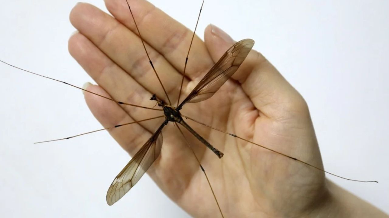Meral Erden: Yaz Aylarında Bize Hayatı Zindan Eden Sivrisinekler &Quot;İnsan Boyutunda&Quot; Olsaydı Ne Olurdu? 5