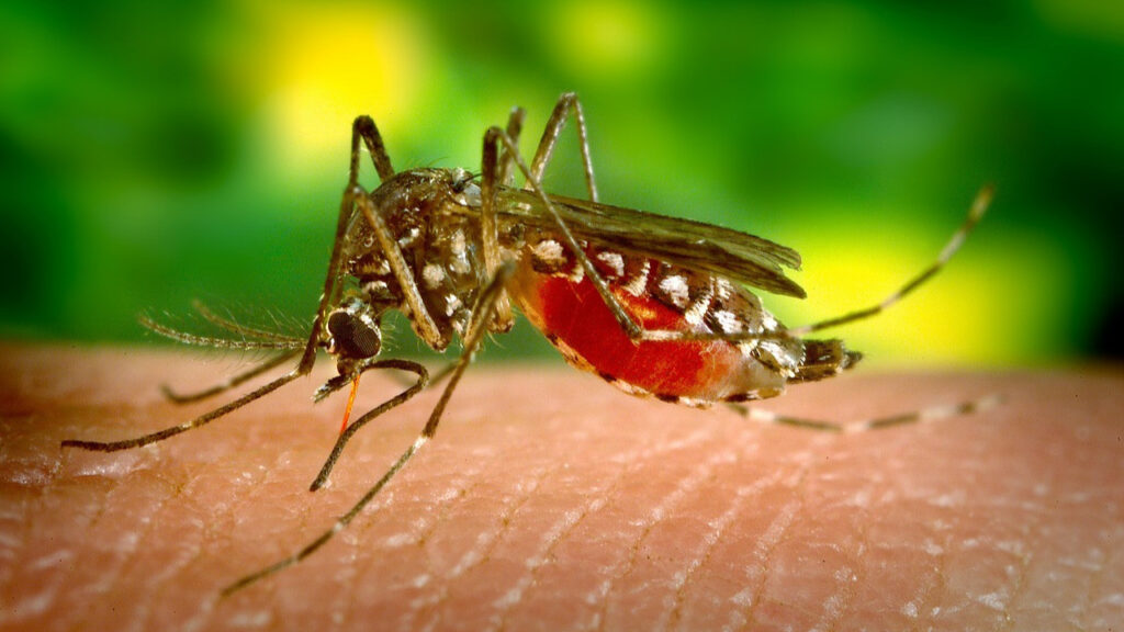 Şinasi Kaya: Yaz aylarının baş belası sivrisineklerden kurtulmanın en tesirli yolları 1