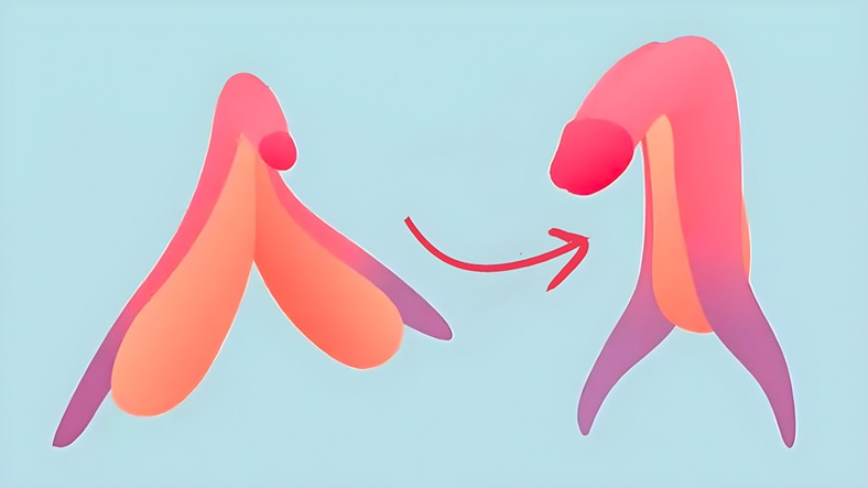Şinasi Kaya: "Klitoris" Aslında Gelişmemiş Bir Penis midir? İşte İki Cinsel Organ Arasındaki Benzerlikler 11