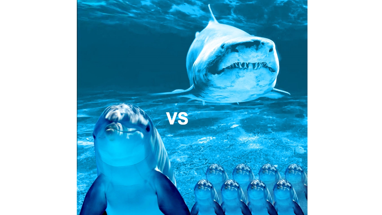 Meral Erden: Köpek Balıkları, Yunuslardan Neden Bu Kadar Çok Korkarlar? Cevabı Sandığınız Kadar Basit Değil! 9