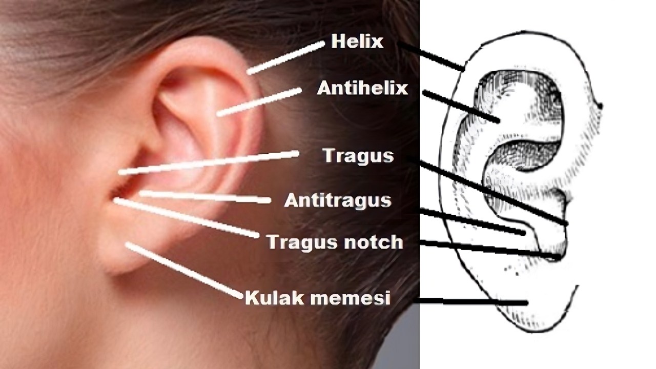 Şinasi Kaya: Kulaklarımız, Vücudumuzun Diğer Kısımlarına Kıyasla Neden Bu Kadar Kıvrımlı? 3