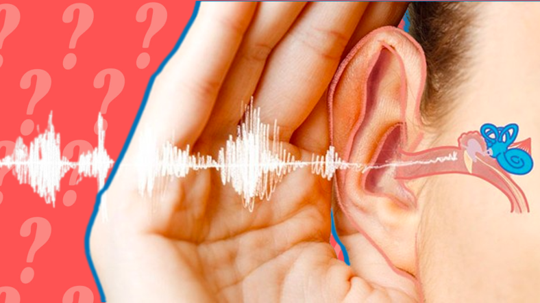 Şinasi Kaya: Kulaklarımız, Vücudumuzun Diğer Kısımlarına Kıyasla Neden Bu Kadar Kıvrımlı? 9
