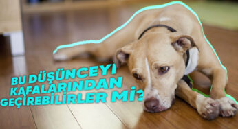 Ölenin Arkasından Yas Bile Tutan Hayvanlar, İnsanlar Gibi İntihar Eder mi?