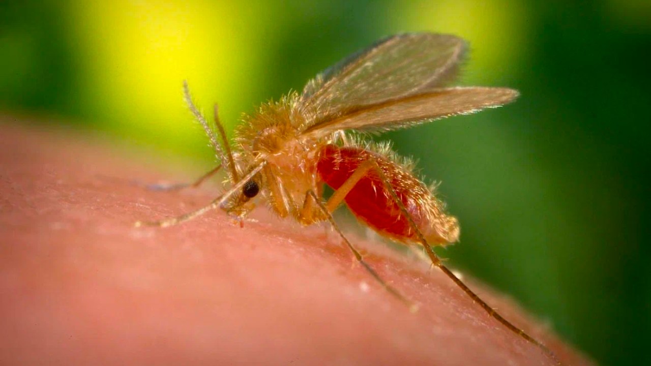 Şinasi Kaya: Sivrisineklerin Bordo Berelisi: Genellikle Ege Bölgesi'nde Görülen "Yakarca" Hakkında Bilmeniz Gerekenler 1