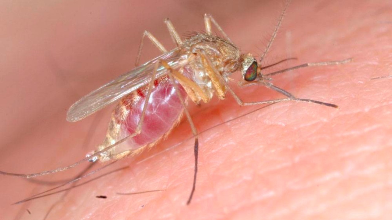 Şinasi Kaya: Sivrisineklerin Bordo Berelisi: Genellikle Ege Bölgesi'nde Görülen "Yakarca" Hakkında Bilmeniz Gerekenler 5