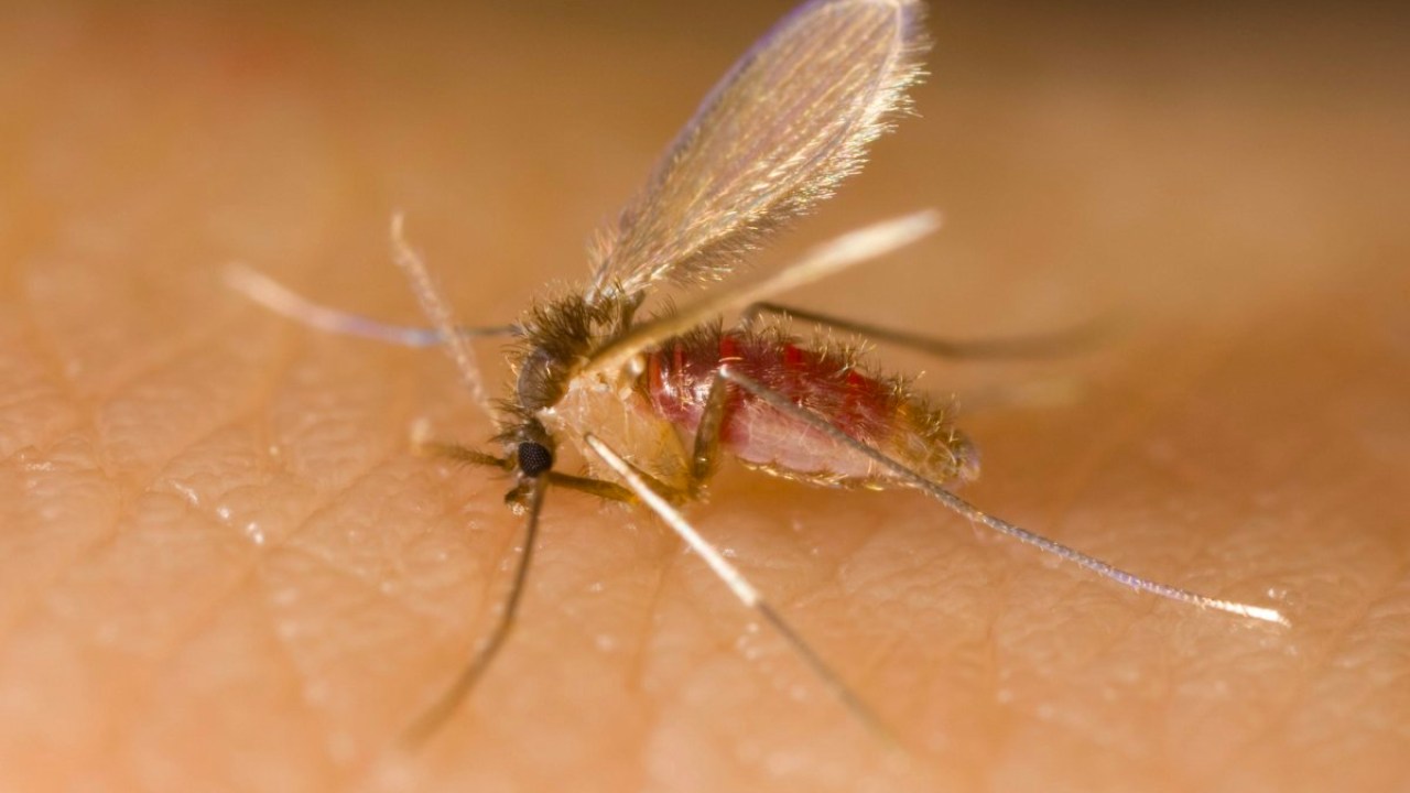 Şinasi Kaya: Sivrisineklerin Bordo Berelisi: Genellikle Ege Bölgesi'nde Görülen "Yakarca" Hakkında Bilmeniz Gerekenler 7