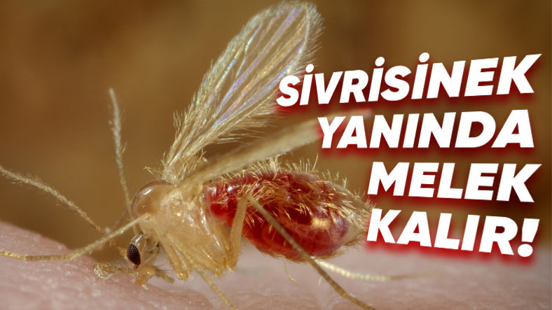 Şinasi Kaya: Sivrisineklerin Bordo Berelisi: Genellikle Ege Bölgesi'nde Görülen "Yakarca" Hakkında Bilmeniz Gerekenler 9