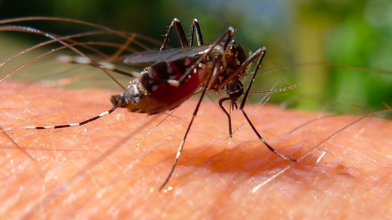 Şinasi Kaya: Sivrisineklerin Tamamen Yok Olması Halinde Doğada Meydana Gelebilecek Şeyler 1