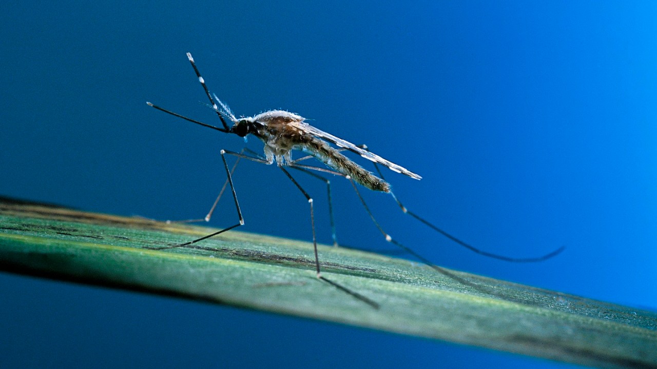 Şinasi Kaya: Sivrisineklerin Tamamen Yok Olması Halinde Doğada Meydana Gelebilecek Şeyler 3